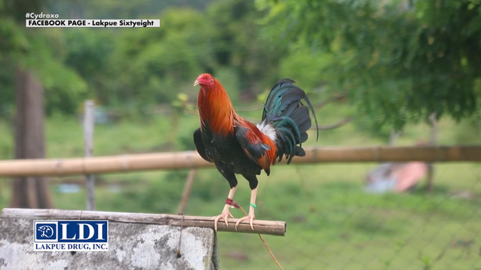 Michael "Patong" Ledesma ng Red Wings PL Gamefarm Tatalakayin ang Huling mga Araw ng kanyang Conditioning System sa Powered by LDI July 12, 2025